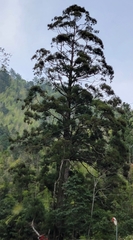 Cryptomeria japonica