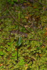 Adenochilus gracilis
