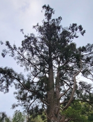 Cryptomeria japonica