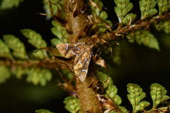 Musotima nitidalis