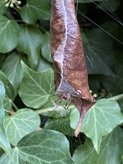 Phonognatha graeffei