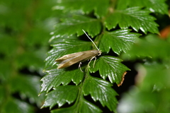 Thylacosceles acridomima