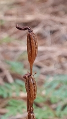Gastrodia minor