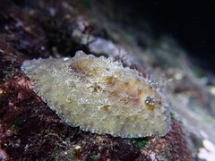 Sclerodoris apiculata