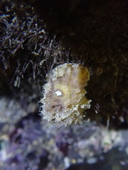 Sclerodoris apiculata