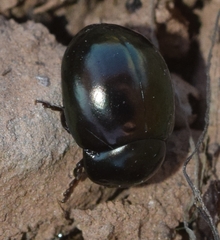 Cyrtonus almeriensis