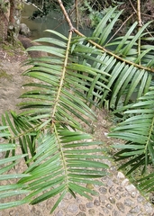 Taxaceae