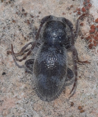 Parmena pubescens