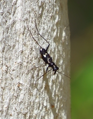 Distipsidera undulata
