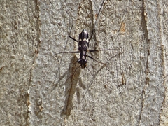 Distipsidera undulata