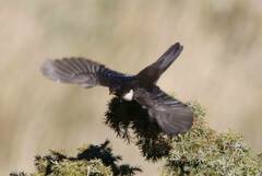 Turdus torquatus