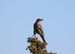 Turdus viscivorus