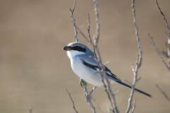 Lanius excubitor