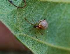 Theridion pyramidale