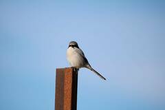 Lanius excubitor