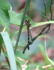 Austroaeschna pulchra