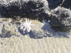 Stichaster australis