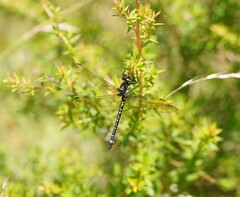 Eusynthemis brevistyla