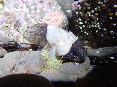 Scorpaenidae