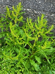 Rumex trisetifer