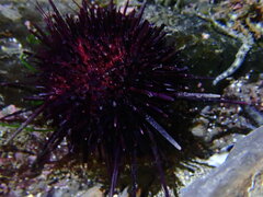 Heliocidaris crassispina