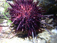 Heliocidaris crassispina