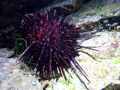 Heliocidaris crassispina