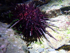 Heliocidaris crassispina