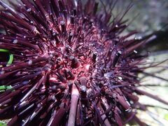 Heliocidaris crassispina