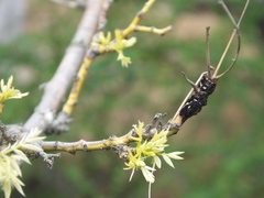 Uromyces truncicola