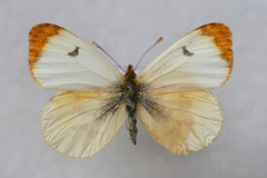 Anthocharis belia