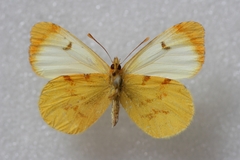 Anthocharis belia