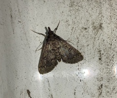 Proternia philocapna