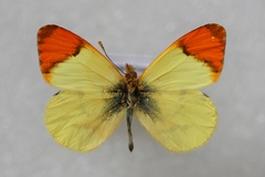 Anthocharis belia