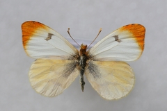 Anthocharis belia