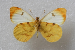 Anthocharis belia