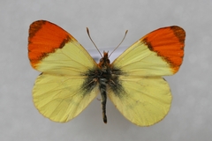 Anthocharis belia