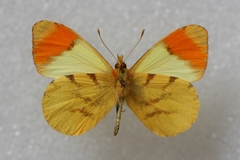 Anthocharis belia