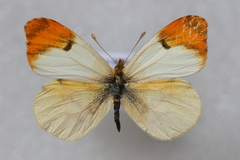 Anthocharis belia