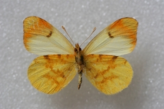 Anthocharis belia