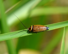 Ellipsidion reticulatum