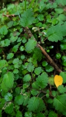 Jovellana repens