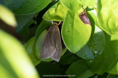 Nishada flabrifera