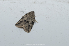 Giaura multipunctata