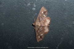 Lopharthrum comprimens