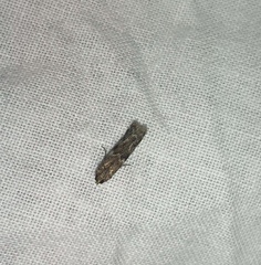 Ephestiopsis oenobarella