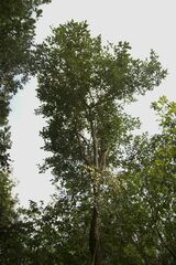 Pterocarpus santalinus