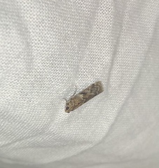 Ephestiopsis oenobarella