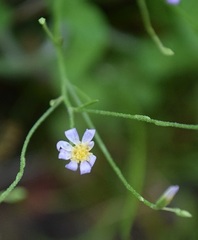 Chaetopappa bellidifolia