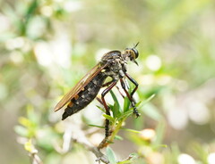 Chrysopogon muelleri